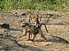 058 Krugerpark.JPG