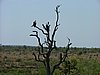 059 Krugerpark.JPG