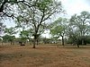 064 Swaziland Hlane.JPG