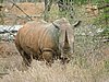 067 Swaziland Hlane.JPG