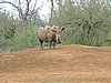 068 Swaziland Hlane.JPG