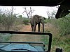 076 Swaziland Hlane gamedrive.JPG
