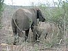 077 Swaziland Hlane gamedrive.JPG