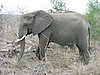 078 Swaziland Hlane gamedrive.JPG
