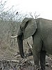 079 Swaziland Hlane gamedrive.JPG