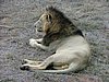 081 Swaziland Hlane gamedrive.JPG