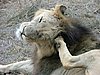 082 Swaziland Hlane gamedrive.JPG