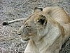 083 Swaziland Hlane gamedrive.JPG