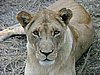 084 Swaziland Hlane gamedrive.JPG