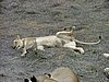 085 Swaziland hlane gamedrive.JPG