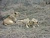 086 Swaziland Hlane gamedrive.JPG