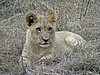 087 Swaziland Hlane gamedrive.JPG