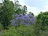 098 Swaziland Mlilwane Jacaranda boom.JPG
