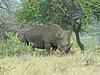 120 Hluhluwe Imfolozi park.JPG