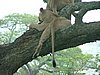 122 Hluhluwe Imfolozi park.JPG
