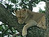 123 Hluhluwe Imfolozi park.JPG