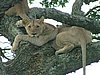 124 Hluhluwe Imfolozi park.JPG