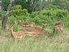 125 Hluhluwe Imfolozi park.JPG