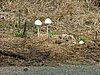 151 St.Lucia wetlands.JPG