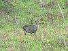152 St.Lucia wetlands.JPG