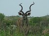 153 St.Lucia wetlands.JPG
