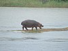 159 St.Lucia wetlands.JPG