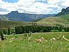 213 Drakensgebergte Royal Natal.JPG