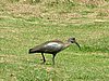218 Hadada ibis.JPG