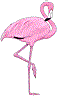 flamingo